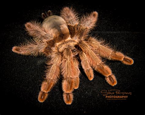 palomino blonde tarantula|Psalmopoeus pulcher (Panama Blonde) Tarantula .